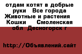 отдам котят в добрые руки - Все города Животные и растения » Кошки   . Смоленская обл.,Десногорск г.